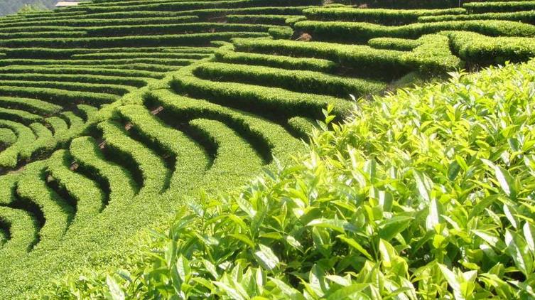 南长区水涵香茗茶店产地实拍