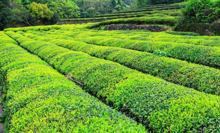 叙永县黄草坪茶场茶园